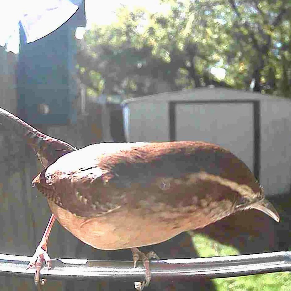 Smart Bird Feeder Camera — Solar WiFi AI Outdoor 1080p HD 14