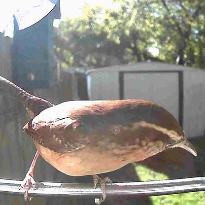 Smart Bird Feeder Camera — Solar WiFi AI Outdoor 1080p HD 14