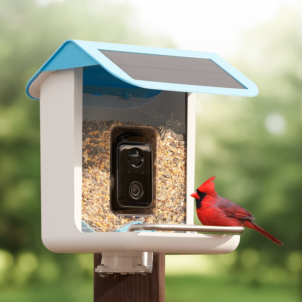 Smart Bird Feeder Camera — Solar WiFi AI Outdoor 1080p HD 3