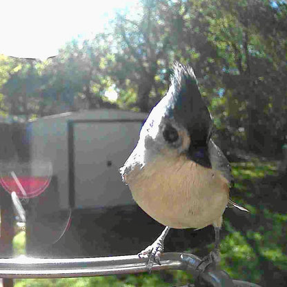 Smart Bird Feeder Camera — Solar WiFi AI Outdoor 1080p HD 6