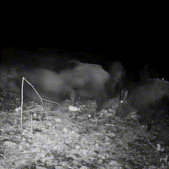Wildlife Trail Camera 1080p Full HD Night Vision — IP66 Outdoor 10